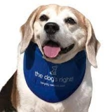 Must-Have Items Dog Owners Need for This Summer!