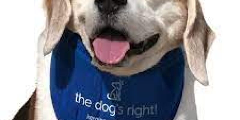 Must-Have Items Dog Owners Need for This Summer!